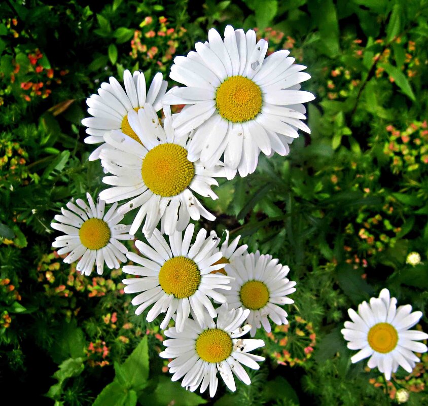 Ромашки - Елена Семигина Ромашки - Елена Семигина