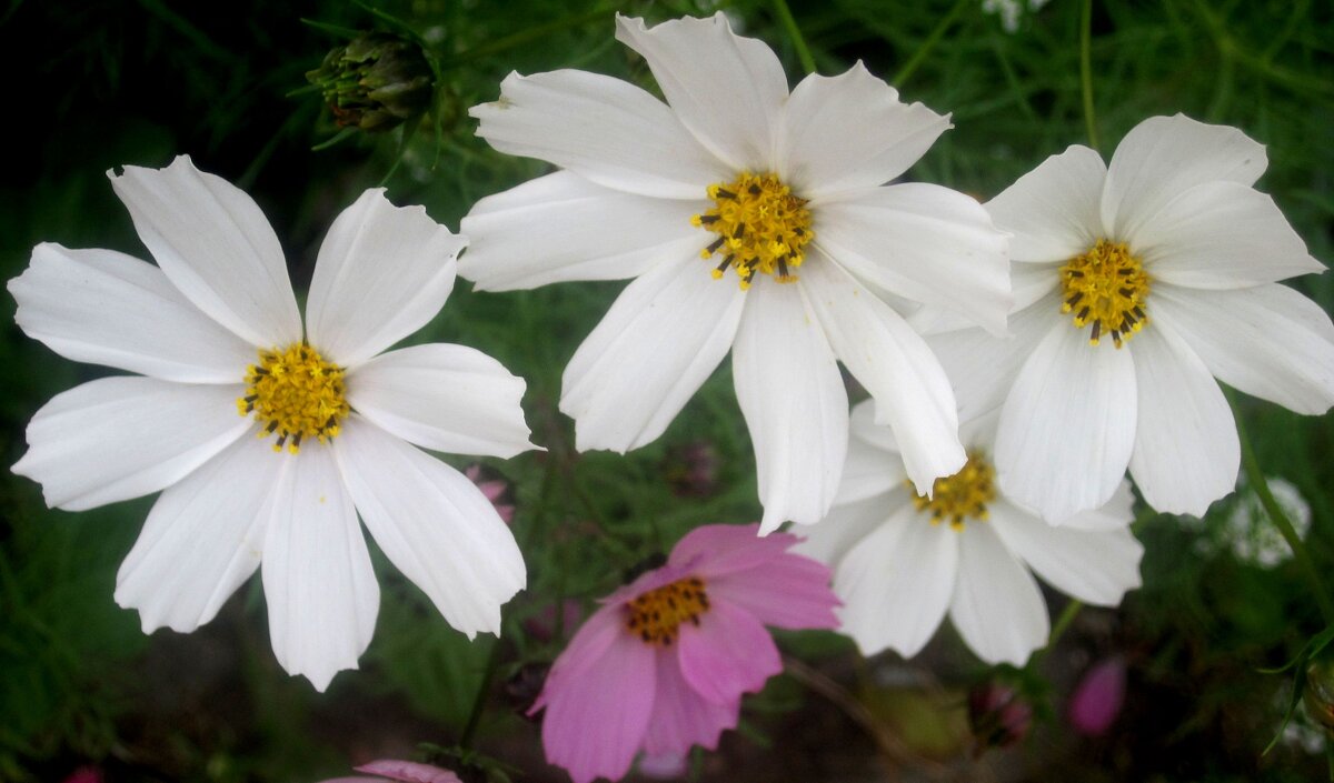 Космеи - Елена Семигина