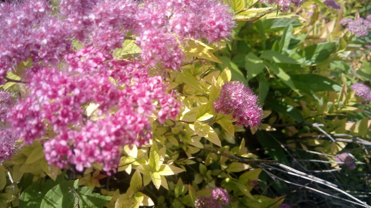 ,,, - Сергей Тимоновский