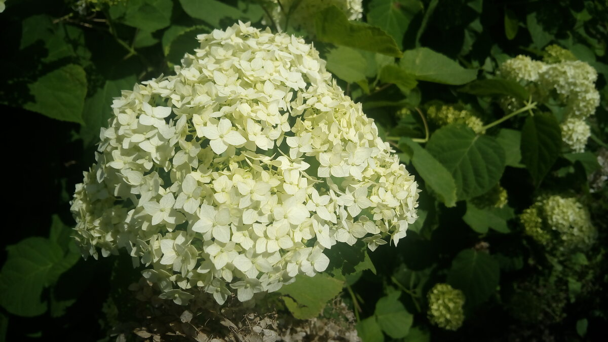 ,,, - Сергей Тимоновский ,,, - Сергей Тимоновский