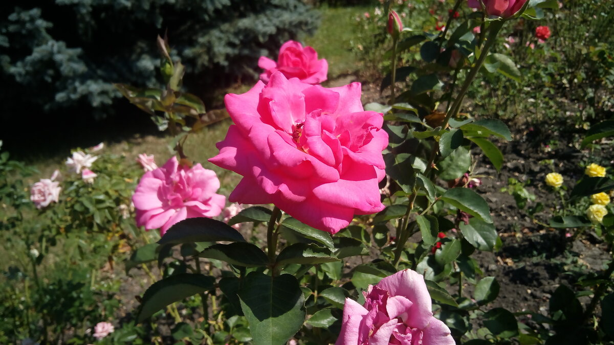 ,,, - Сергей Тимоновский ,,, - Сергей Тимоновский