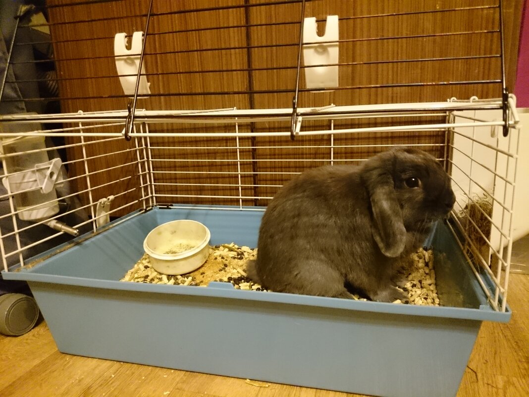 Кролик Пепе - Александр Рябчиков Кролик Пепе - Александр Рябчиков