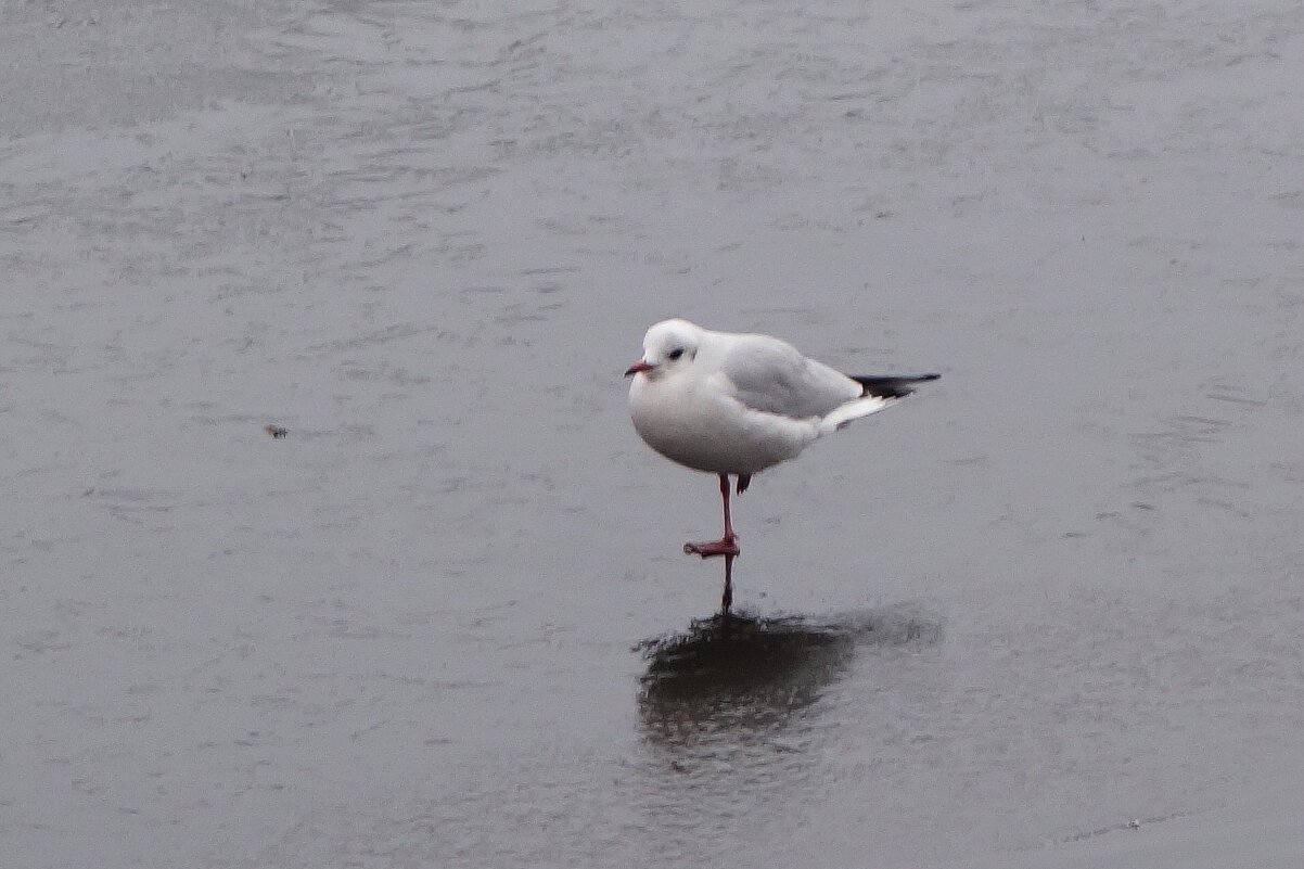 Чайка - Рита Симонова