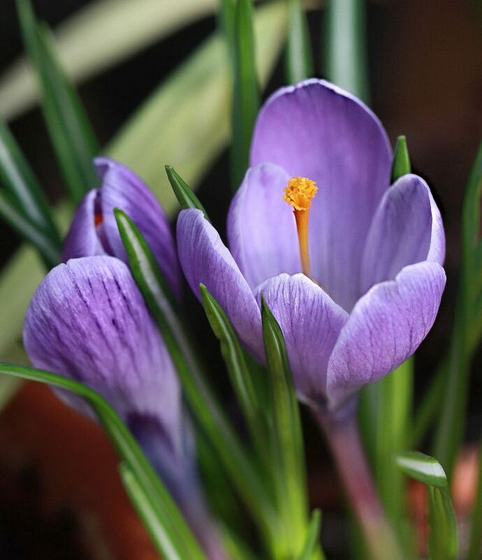 Трагизм крокусов - ZNatasha - Трагизм крокусов - ZNatasha -