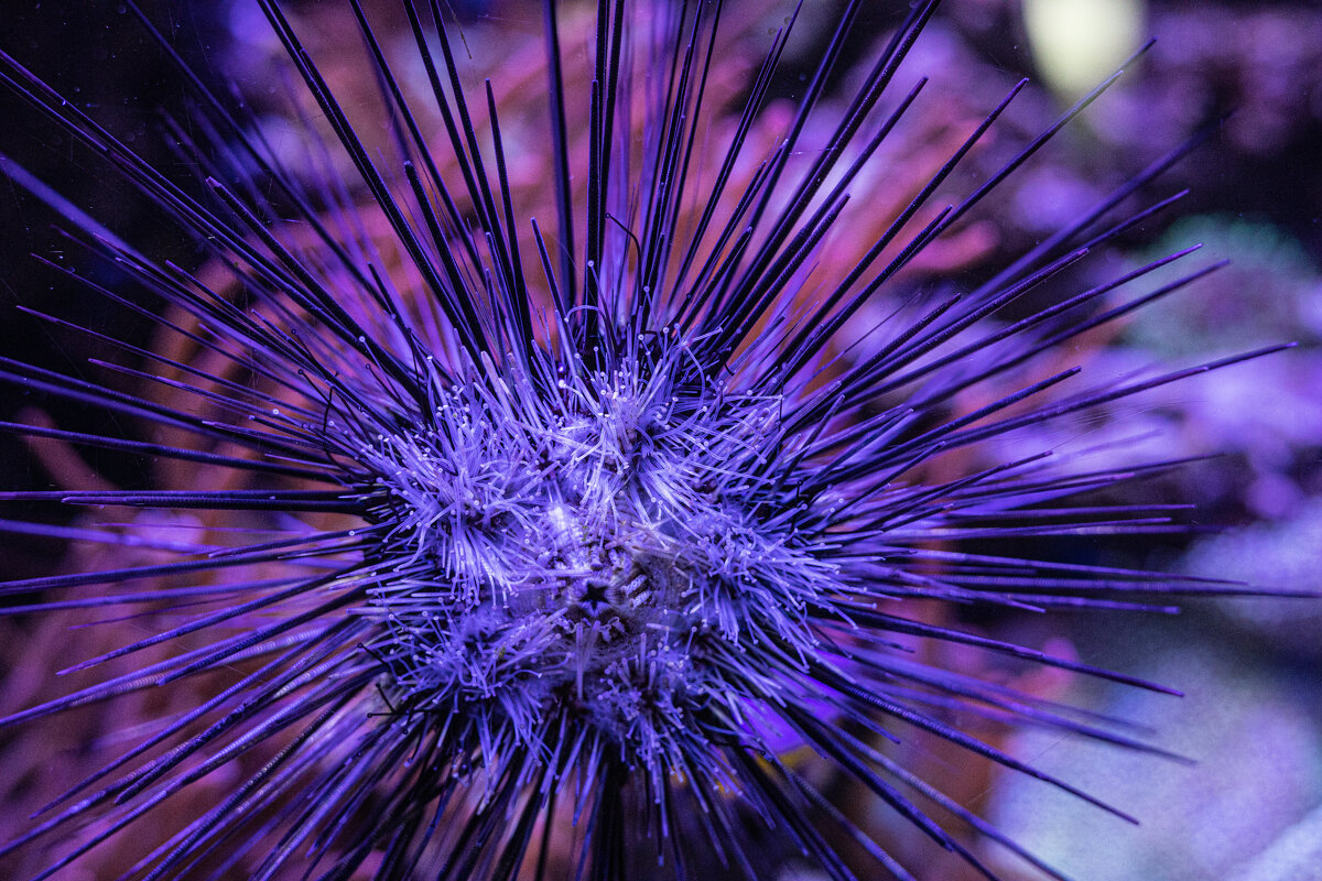 Острые ощущения от такого зрелища - Анастасия Фотографовна Острые ощущения от такого зрелища - Анастасия Фотографовна