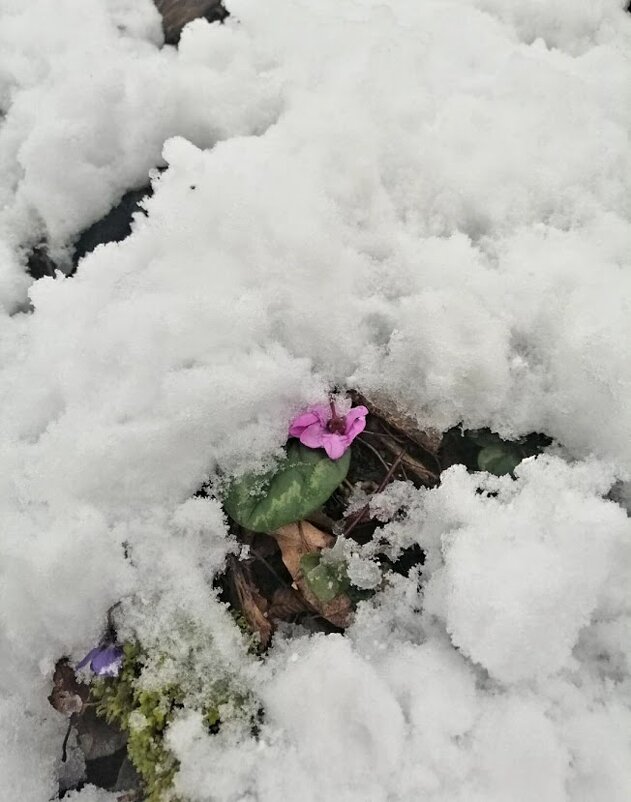 ВЕСНА - Tata Wolf