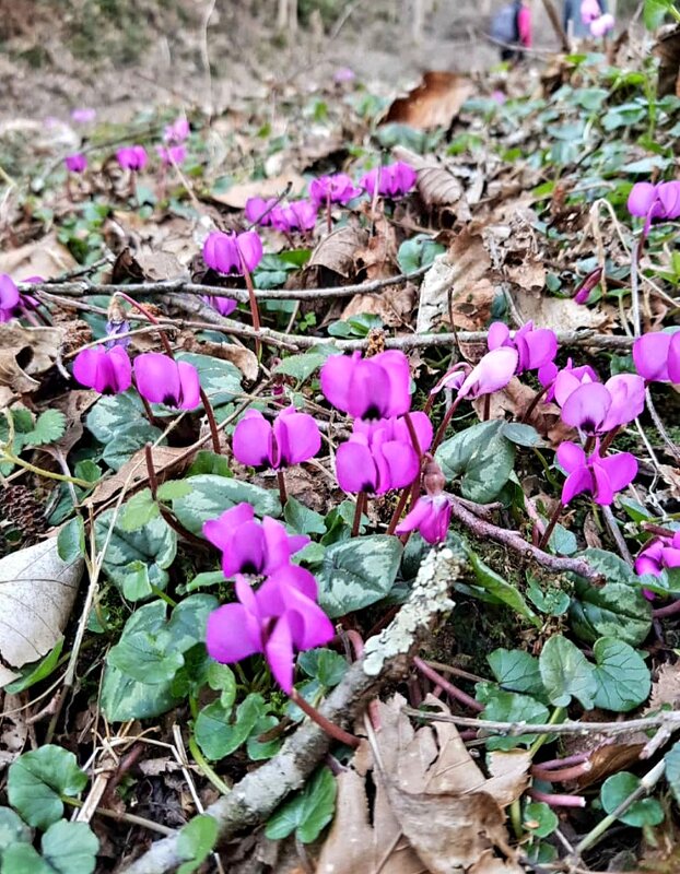 ВЕСНА - Tata Wolf ВЕСНА - Tata Wolf