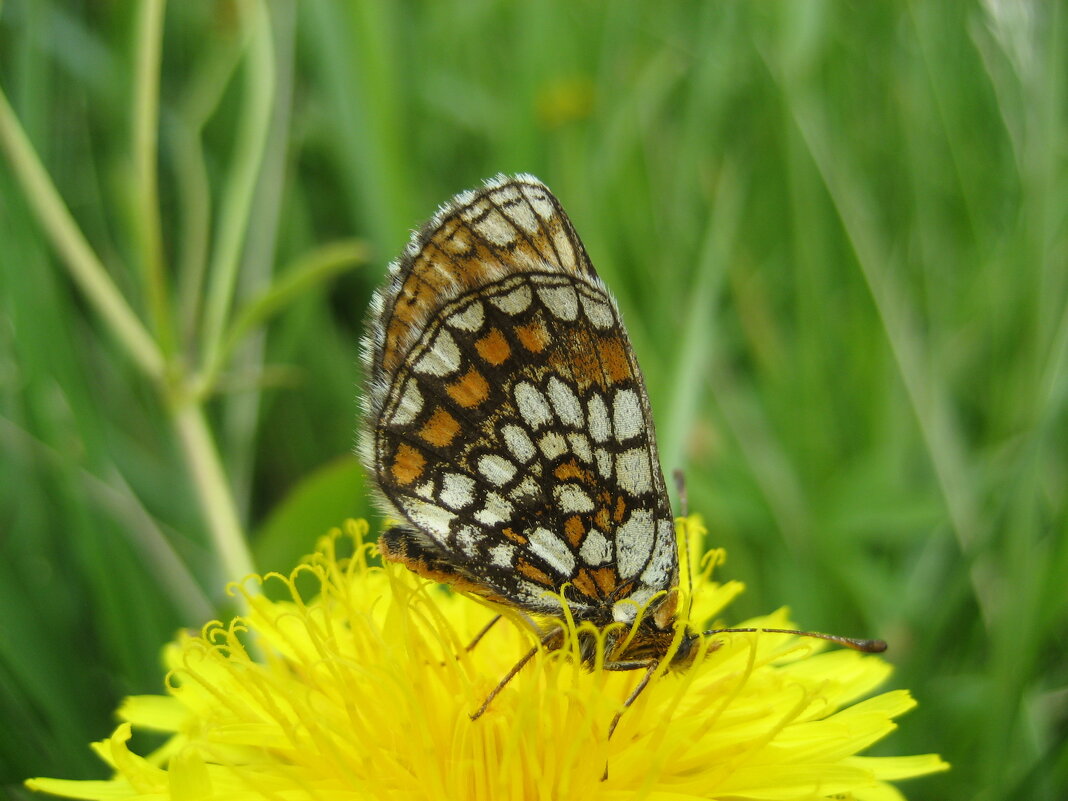 Шашечница - Anna Ivanova Шашечница - Anna Ivanova