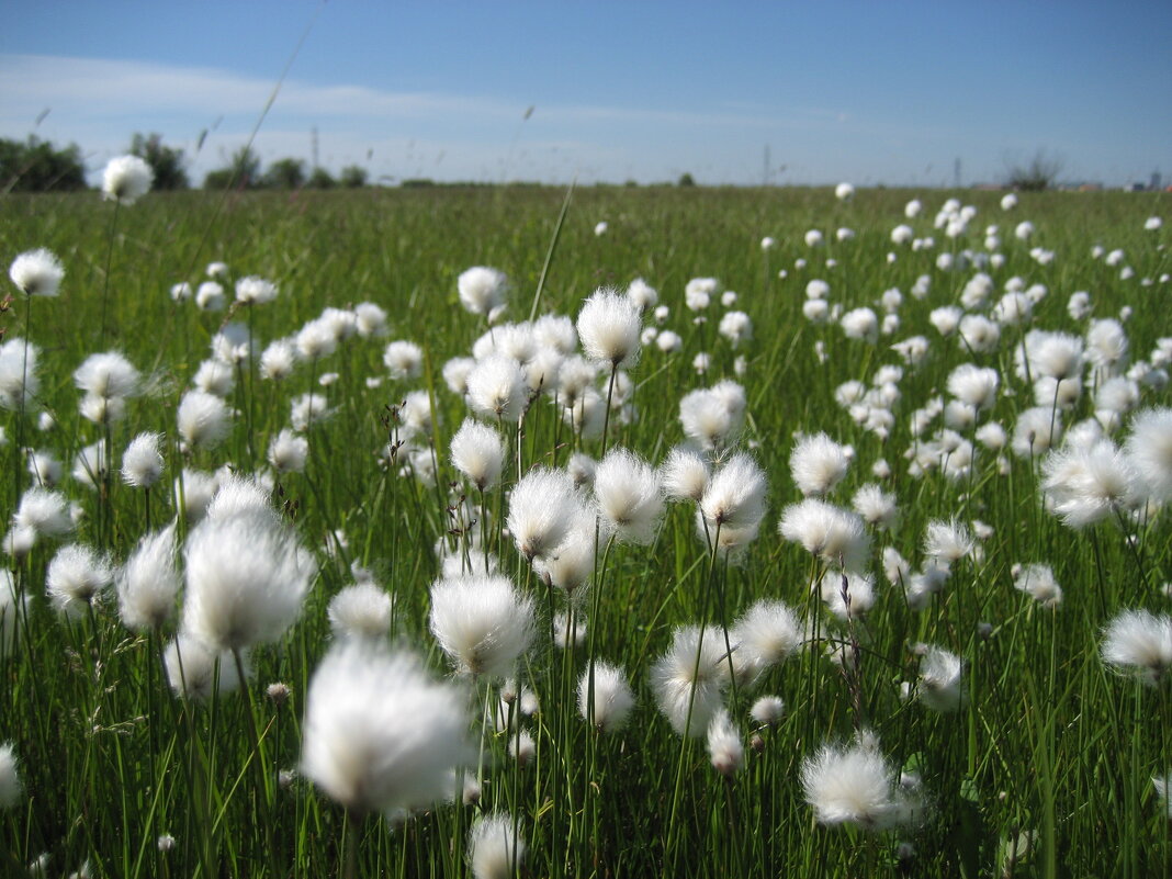 Пушица - Anna Ivanova Пушица - Anna Ivanova