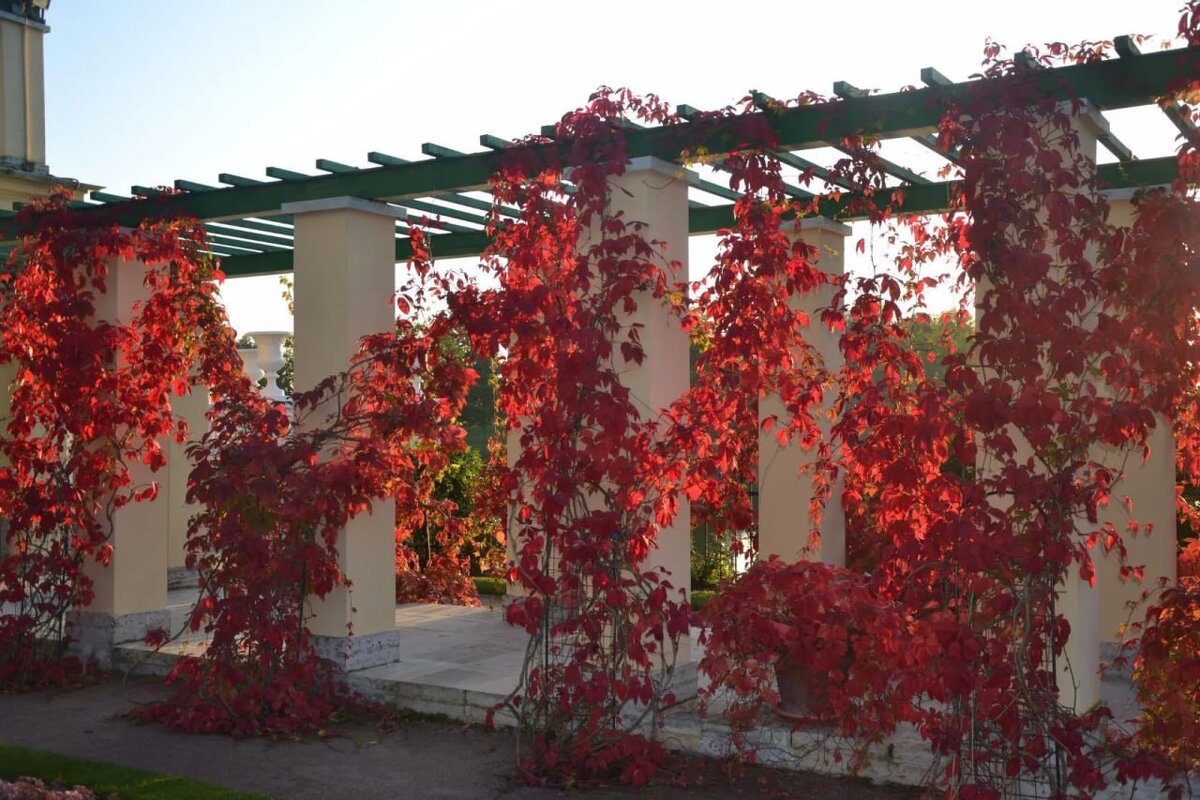 Так выглядит осенью "девичий виноград". - Надежда 