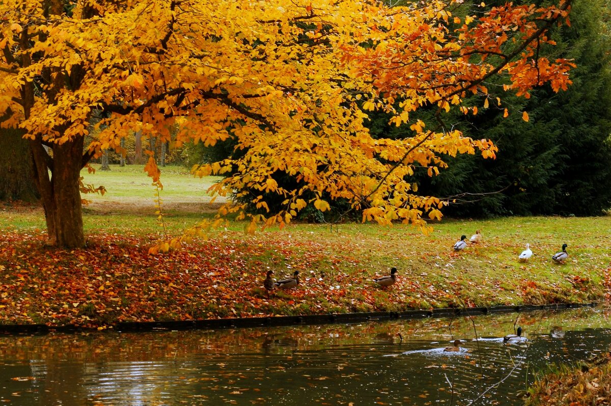 Осенние мотивы - Юрий. Шмаков Осенние мотивы - Юрий. Шмаков