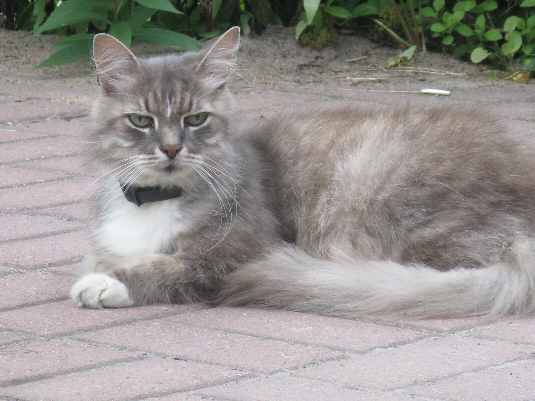 Кот по имени Барон фон Мяу - Надежда Кот по имени Барон фон Мяу - Надежда
