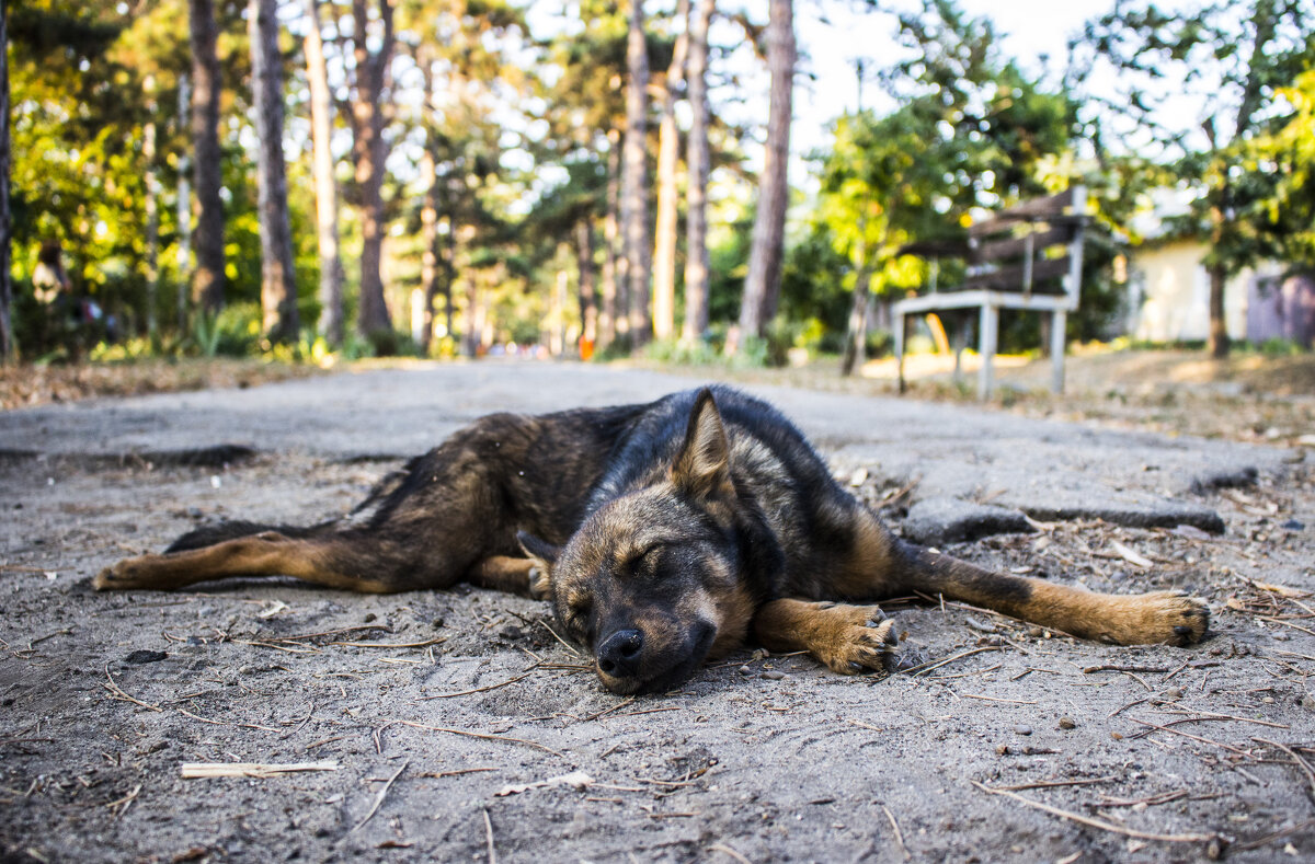 Безмятежный сон красивейшего Собаки - Коля Лукашов Безмятежный сон красивейшего Собаки - Коля Лукашов