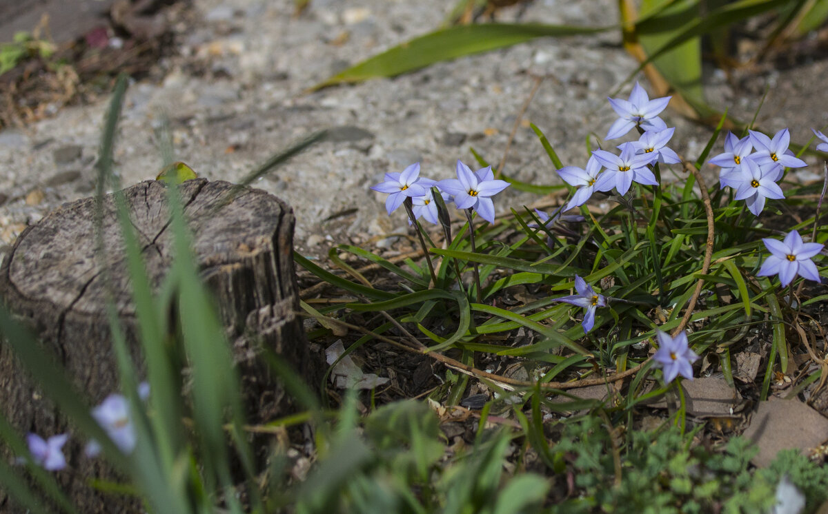 Весенние этюды - Светлана Тихонина