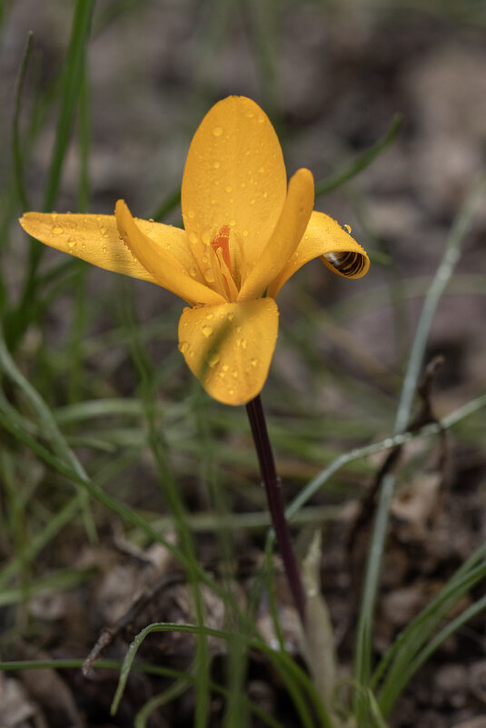 Мартовские росы - Валерий Басыров