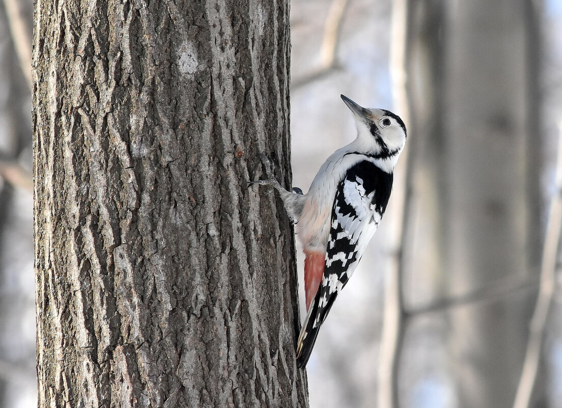Дама белоспинка - Алексей . Дама белоспинка - Алексей .