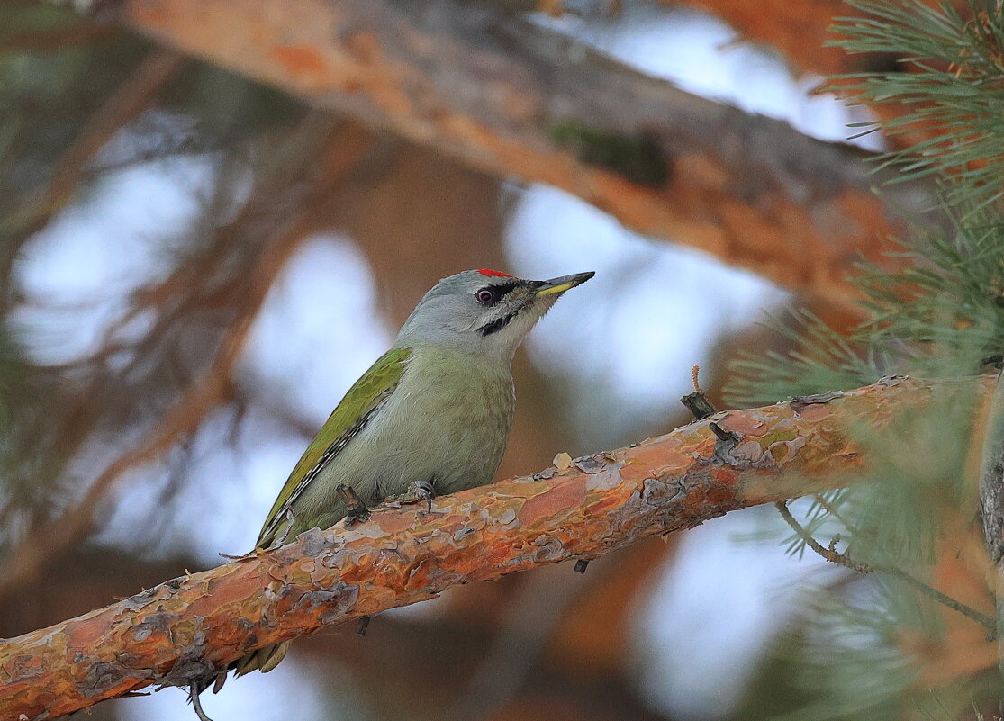 * * * - Владилен Панченко