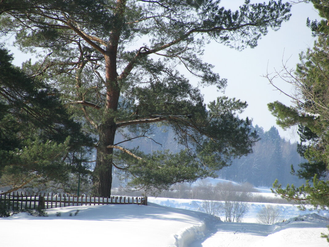 Мартовские снега 2010 года - Олег Зоркий Мартовские снега 2010 года - Олег Зоркий