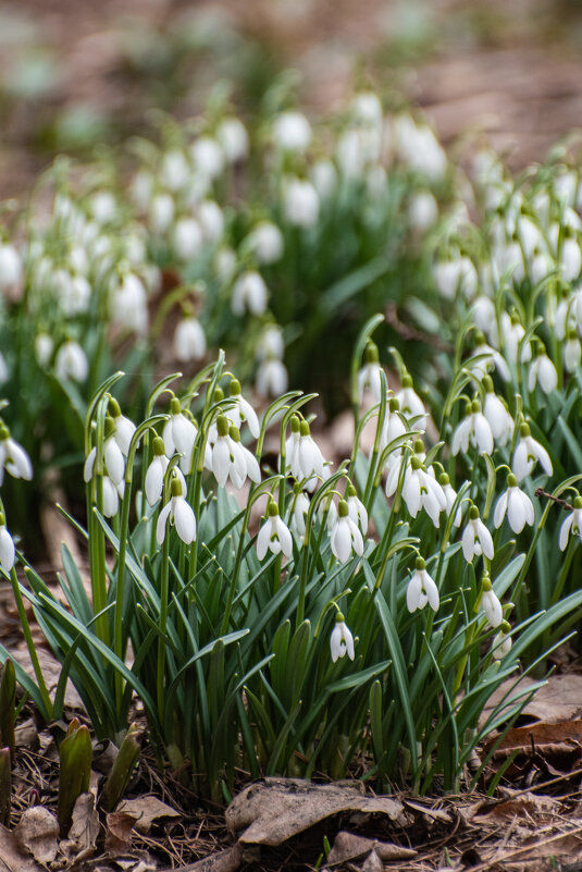 Подснежники - Павел Катков Подснежники - Павел Катков