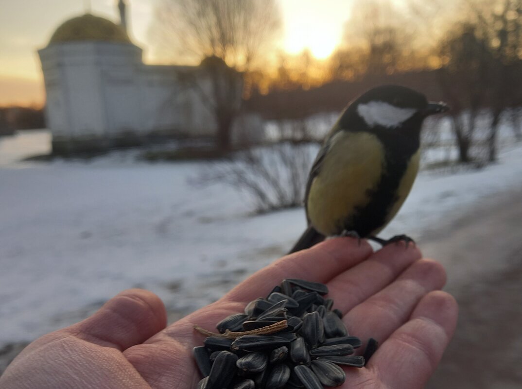 Синица - Сапсан 