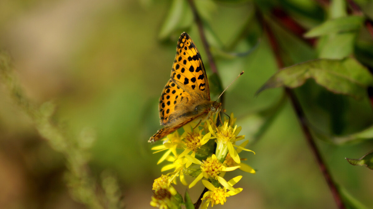 опять про бабочек 449 - Александр Прокудин опять про бабочек 449 - Александр Прокудин