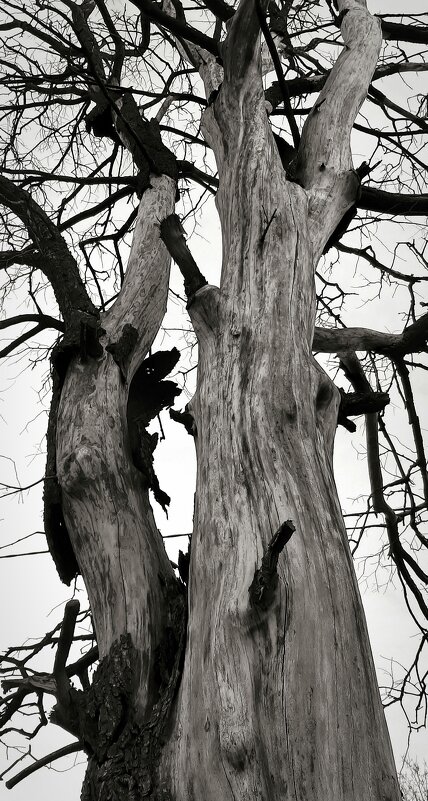 *** - Наталья Герасимова