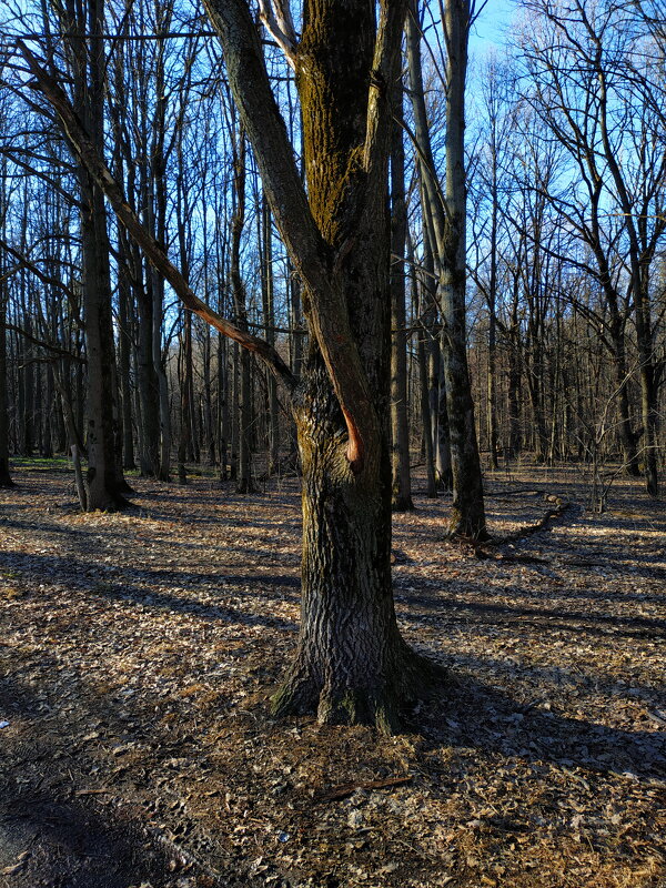 Мольба - Андрей Лукьянов Мольба - Андрей Лукьянов