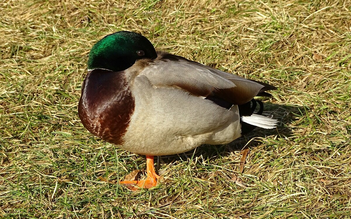Бдительный селезень - Милешкин Владимир Алексеевич 