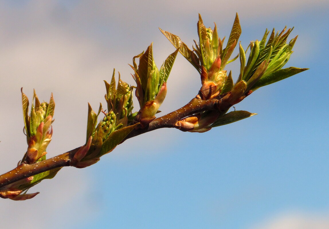 К теплу и солнцу. - nadyasilyuk Вознюк К теплу и солнцу. - nadyasilyuk Вознюк