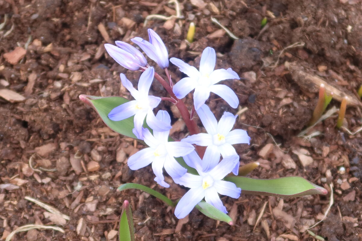 цветочки - Дмитрий И_