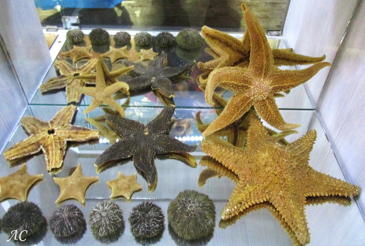 Морские звёзды - Любовь Сахарова