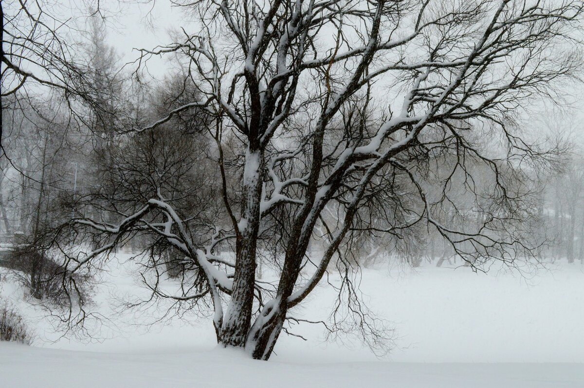 Заметает зима, заметает...... - Юрий Цыплятников Заметает зима, заметает...... - Юрий Цыплятников