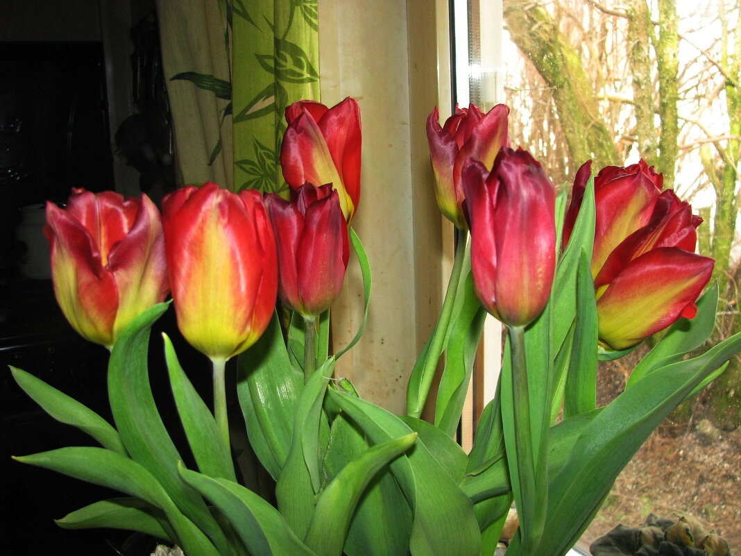 Красота на окошке - Людмила Смородинская Красота на окошке - Людмила Смородинская