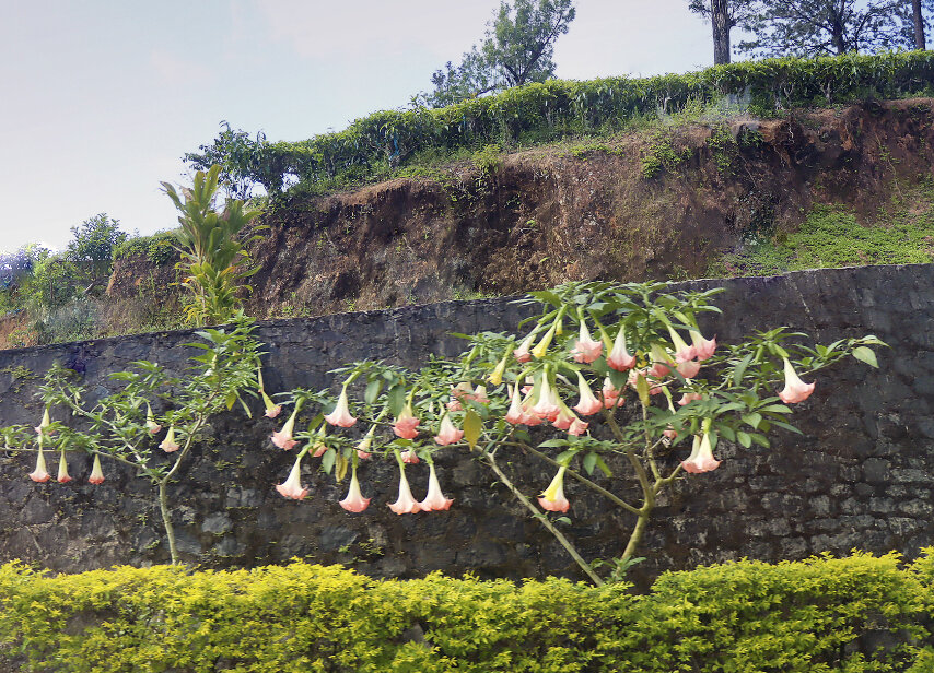 Кустики, цветочки... - Галина Ильясова Кустики, цветочки... - Галина Ильясова