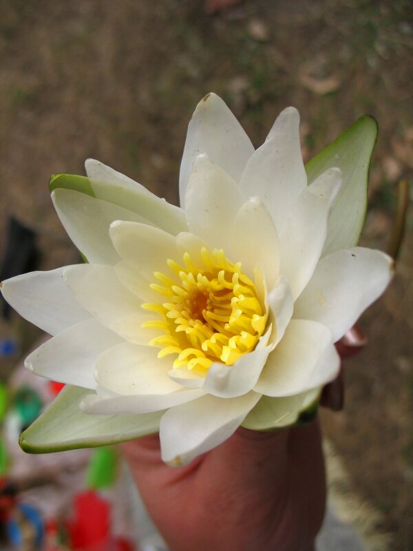 Кувшинка - Андрей Л. В. Кувшинка - Андрей Л. В.