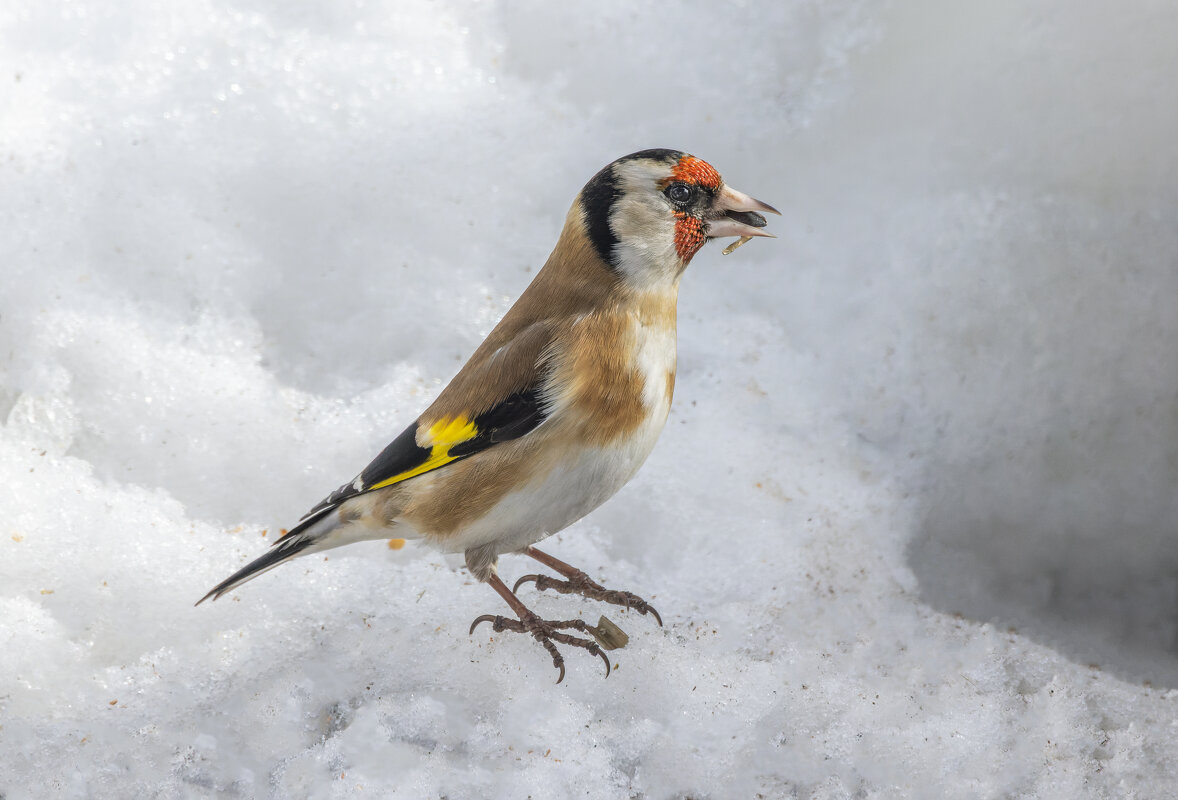цегол. - юрий макаров цегол. - юрий макаров