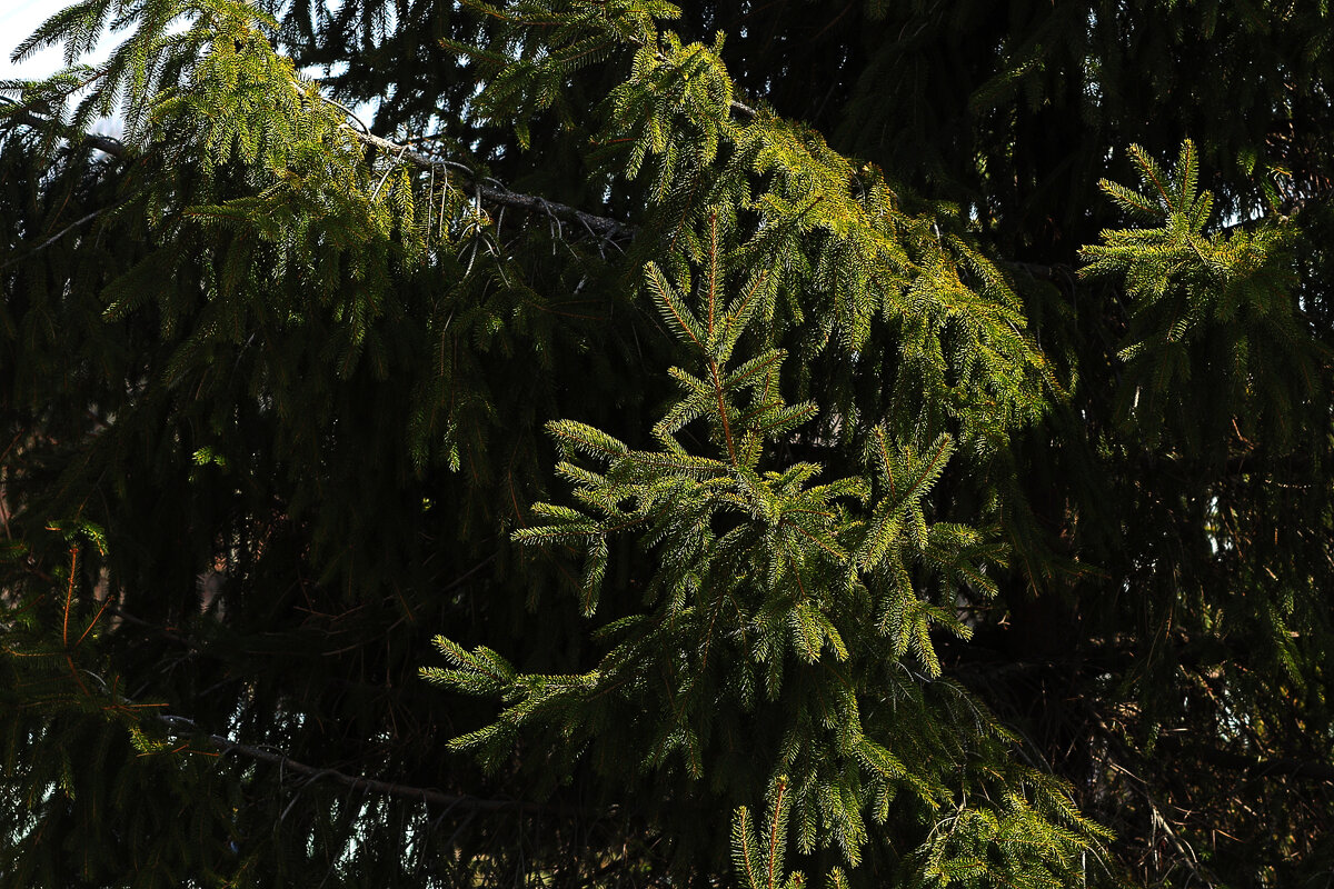 Ель на улице - Юрий Гайворонскiий