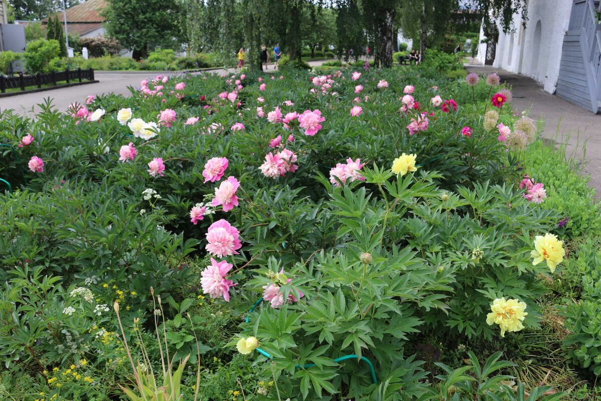 Царство пионов - Ольга Царство пионов - Ольга