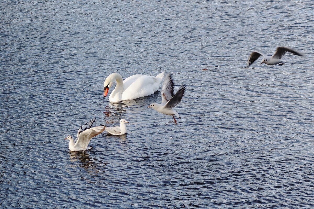 Лебедь и чайки - Рита Симонова Лебедь и чайки - Рита Симонова