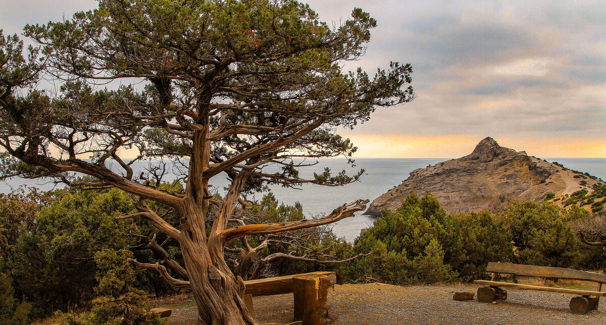 Можжевеловая роща. - Сергей Воротников Можжевеловая роща. - Сергей Воротников