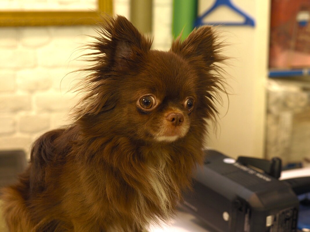 Не подскажите, как пройти в модельное агентство? - Магомед .