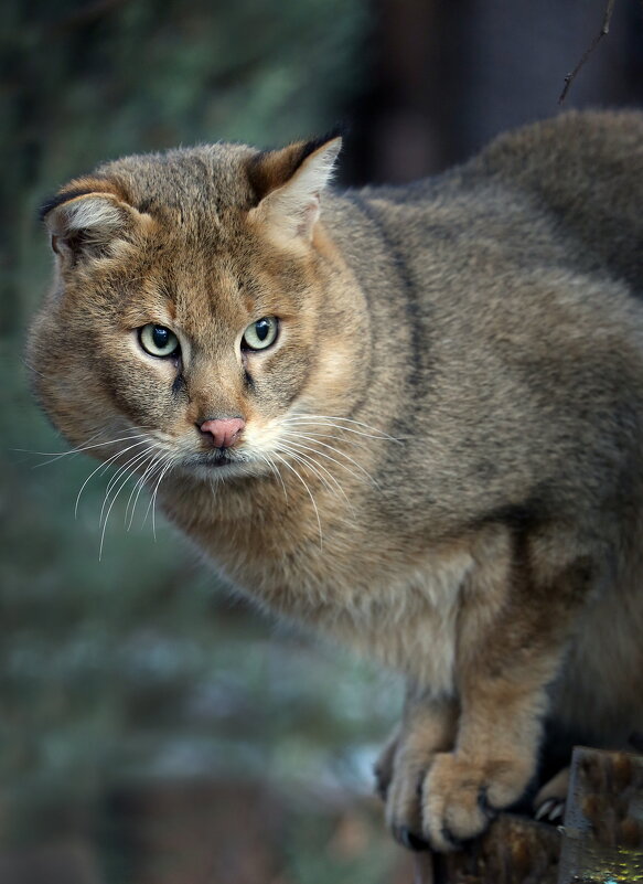 камышовый - Михаил Бибичков камышовый - Михаил Бибичков