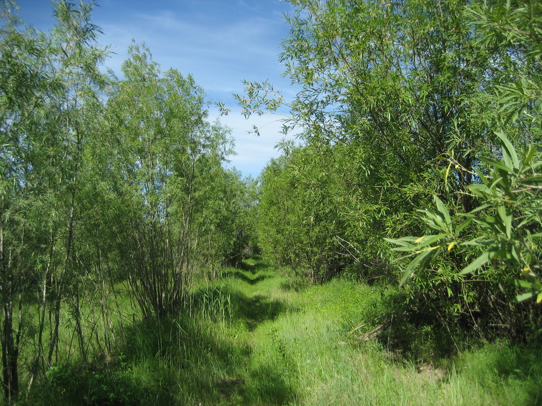 Лето - Anna Ivanova Лето - Anna Ivanova