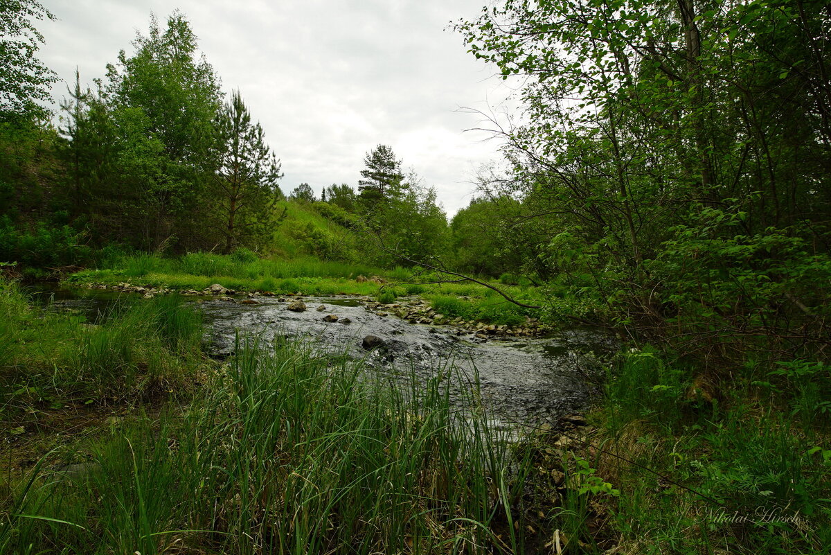 Лесной ручей... - Николай Гирш Лесной ручей... - Николай Гирш