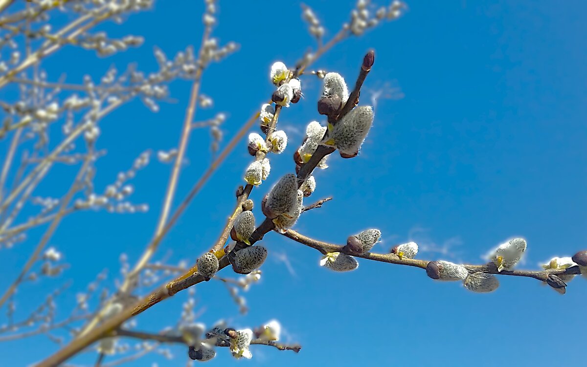 ***верба распускается*** - Olga Oskolkova