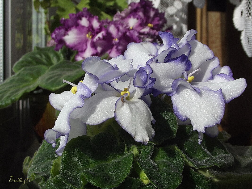 Фиалки - Freddy 97