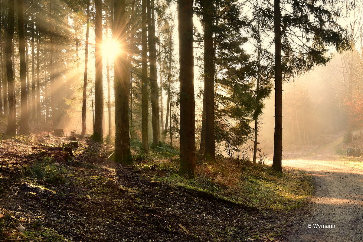 die Sonne scheint - Elena Wymann die Sonne scheint - Elena Wymann