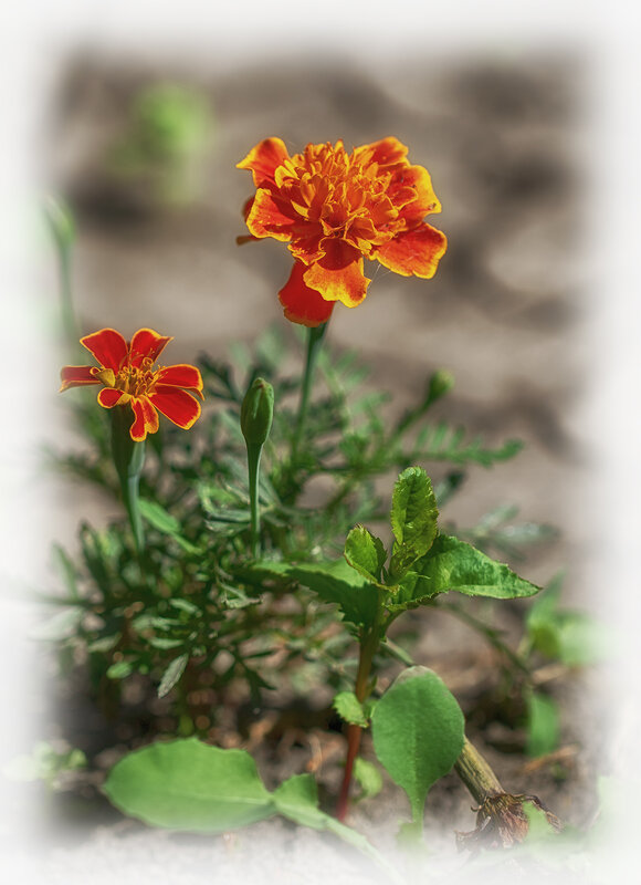 Бархатцы. - Лилия *