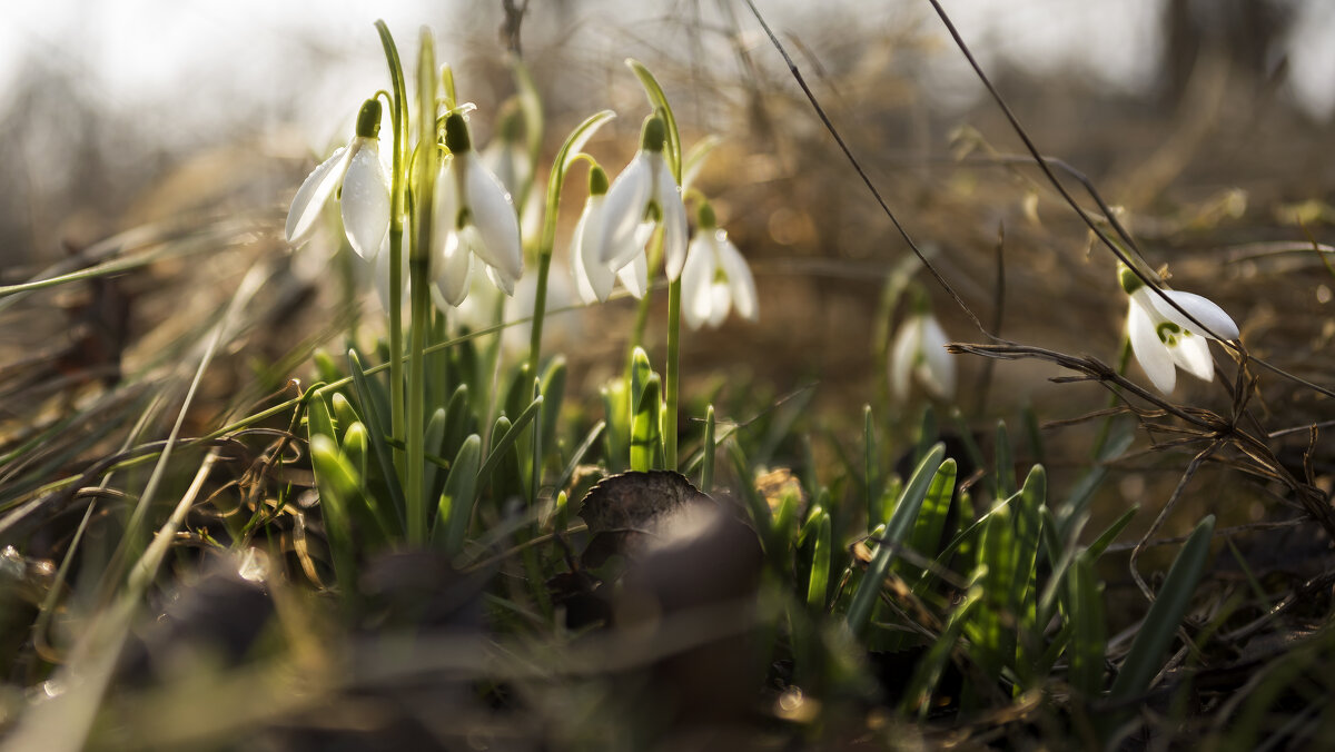 Светлые цветы - sorovey Sol