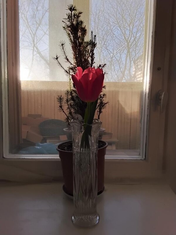 Красный цветок - Дмитрий Никитин